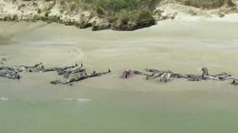 Nouvelle-Zélande: 145 dauphins pilotes meurent sur une plage