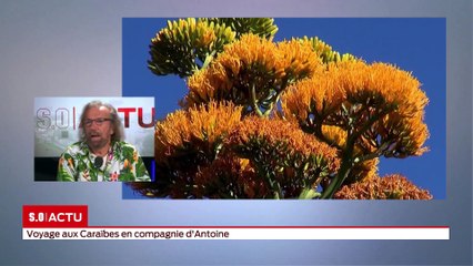 SO Invité - Voyages aux Caraïbes en compagnie d'Antoine
