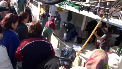 Zonguldak’ta hamsi bereketi