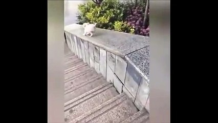 Ce chien s'ຜ en glissant sur une rambarde