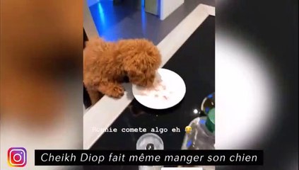 Cheikh Diop fait mê manger son chien, les joueurs du PSG font Halloween