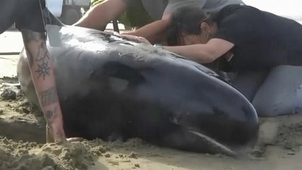 Hecatombe de ballenas en Nueva Zelanda