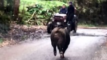 Yola çıkan yaban domuzu paniğe neden oldu - DÜZCE