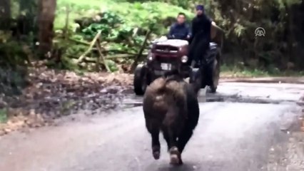 Yola çıkan yaban domuzu paniğe neden oldu - DÜZCE