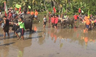 Mekepung Lampit, Tradisi Rutin Jelang Musim Tanam Padi