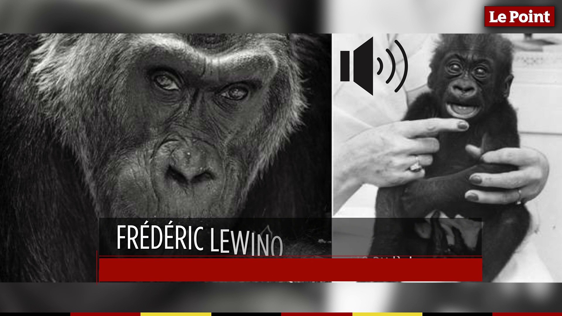 22 Decembre 1956 Le Jour Ou Le Premier Bebe Gorille Nait Dans Un Zoo Video Dailymotion