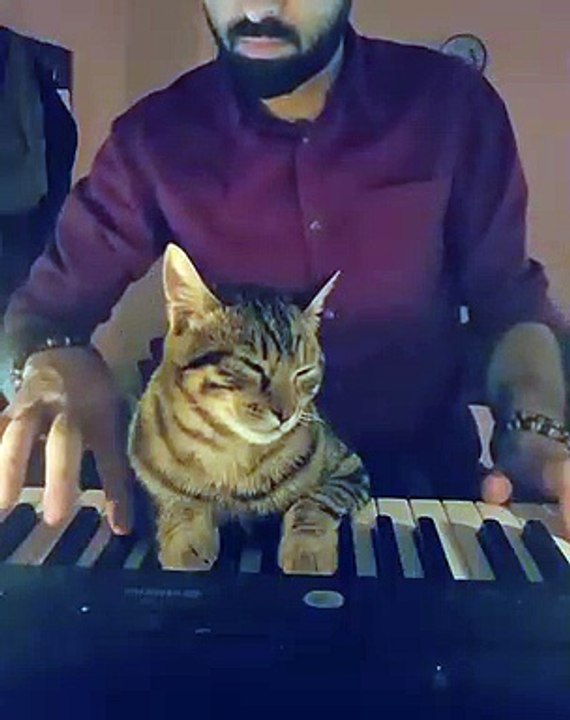 Ce chat joue du piano avec son maî et devient une vé star sur Internet !