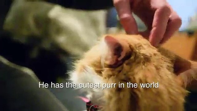 Ce chat a le ronronnement le plus mignon du monde