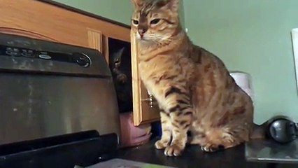 Chat ninja caché dans l'armoire   attaque ຜ!