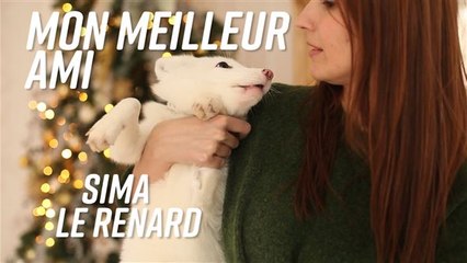Vivre avec un renard, c'est possible !
