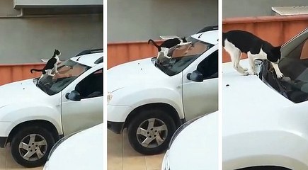 Arabanın Ön Camına Pisleyen Kediyi Gören Araba Sahibinin Tepkisi