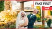 Groom in fits of laughter after his bearded best mate traded places with his bride | SWNS TV