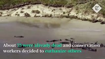 'Heartbreaking' stranding on remote New Zealand beach leaves 145 whales dead