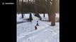 Dachshund through the snow! Heartwarming clip shows disabled dog using skis