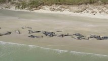 Près de 150 dauphins-pilotes échoués sur une plage néo-zélandaise