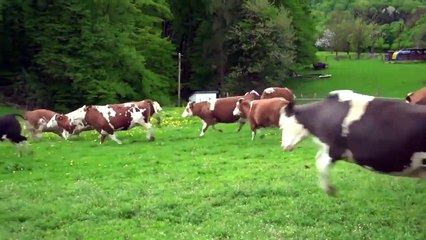 Un grupo de vacas escapan del matadero y así reaccionaron