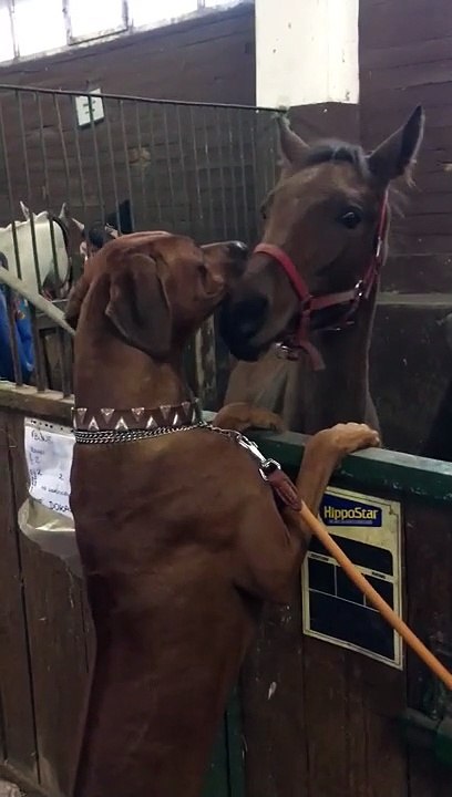 Ce chien et ce cheval s'entendent drôlement bien