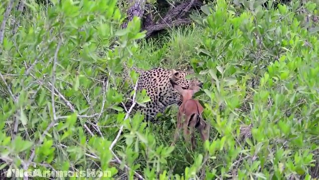 Animal: Amazing sence catched in Camera. Leopard plying with Deer,Geweldige siens wat in kamera gevang is. Luiperd met Deer | Dailymotion