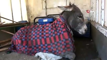 Yaşlı Kadından Eşeğe Masaj Tepki Gördü, Hasta Eşek Koruma Altına Alındı...