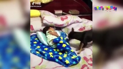 Приколы про собак. Заботливая собака.