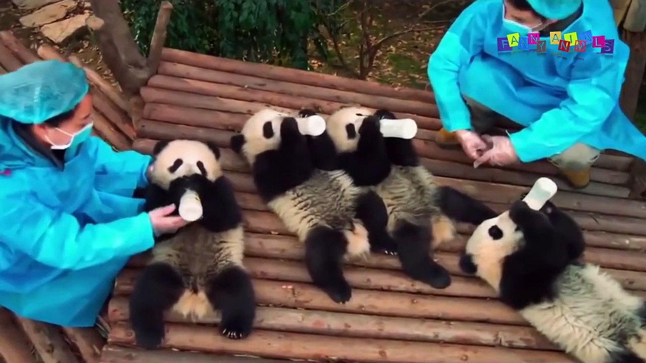 Разные приколы с разными животными. Если есть в кармане пачка сигарет.