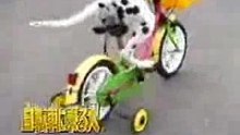 chien-fait-du-velo
