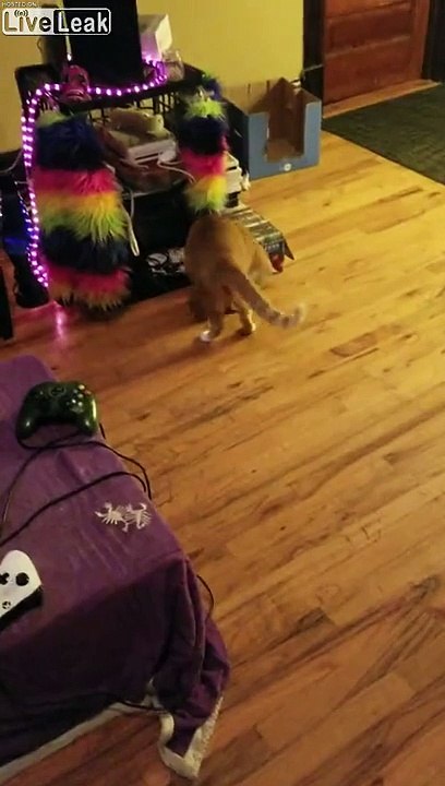 Aveugle, ce chat ramène tout ce qu'on lui lance !