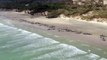 Mais de 140 baleias mortas em praia da Nova Zelândia