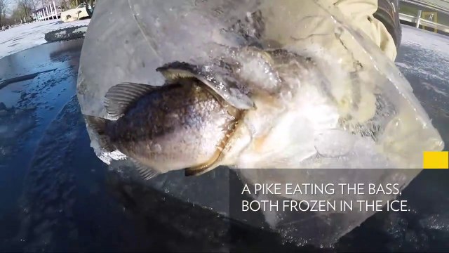 Un brochet congelé instantanément au moment ou il allait avaler sa proie