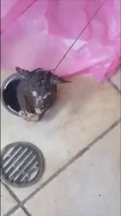 Regardez ce qu'ils trouvent dans leur canalisation de salle de bain : horrible