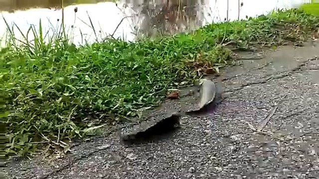 Ces poissons marchent pour passer de lac en lac... Impressionnant