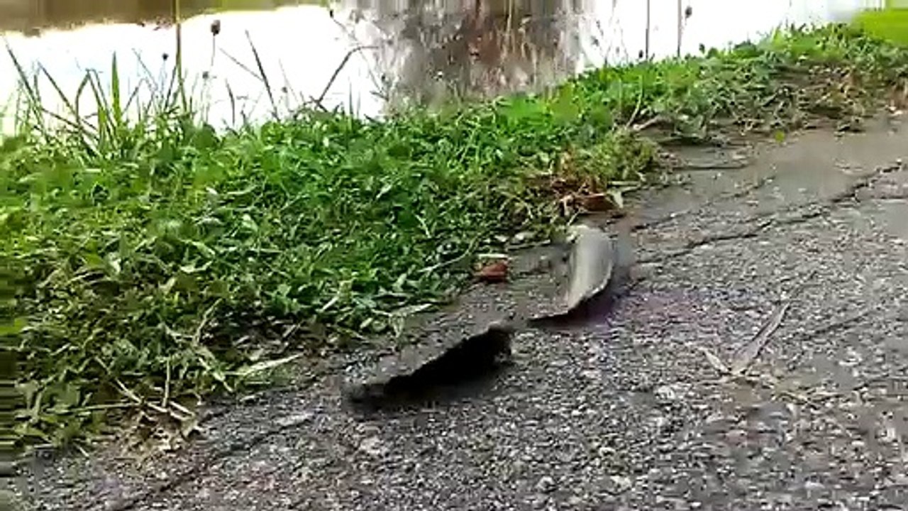 Ces poissons marchent pour passer de lac en lac... Impressionnant