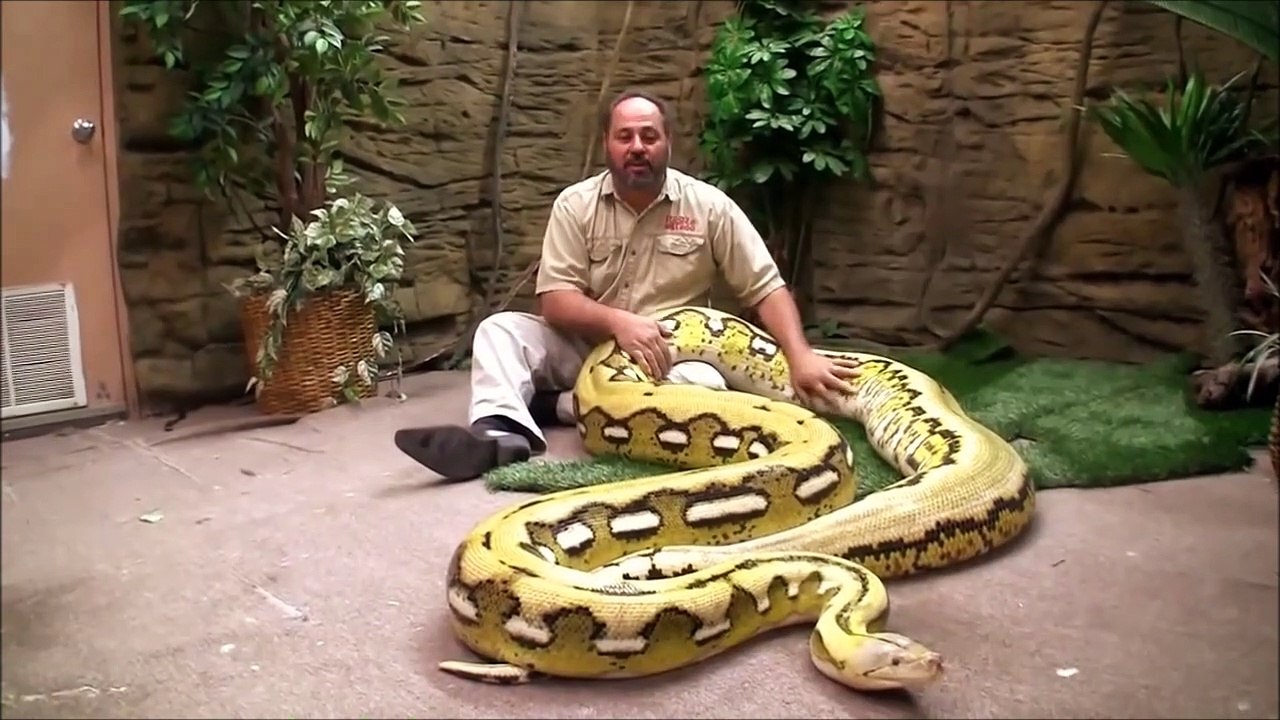 Il s'amuse avec son python géant magnifique - Vidéo Dailymotion