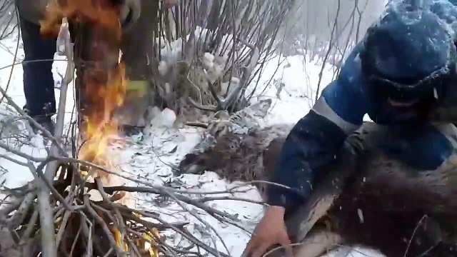 Ils viennent sauver un cerf coincé dans une rivière glacée en Sibérie ! Beau geste
