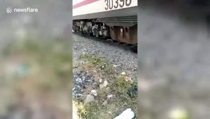 Un zébu s'est endormi sous un train et va avoir une mauvaise surprise