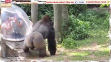 Gorilas Em Cenas Super Divertidas