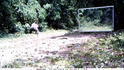 Silverback allways shows aggressiveness towards mirrors - Le dos argenté agress