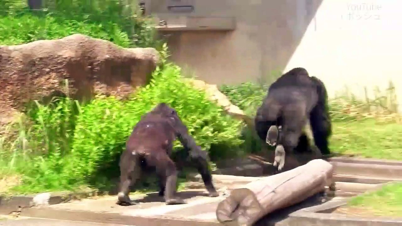 シャバーニ　ドラミング50連 Gorilla  drumming50beat  Best Shabani