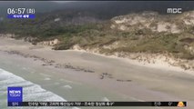 [이시각 세계] 뉴질랜드 해변 의문의 고래 '떼죽음'