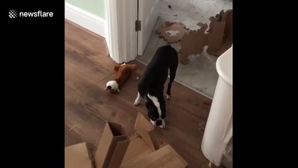 Dog frozen in shame after being caught eating boxes