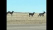Large Herd of Elks Cross Road