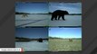 In A First, Team Spots Polar, Black, And Grizzly Bears All Hanging Out In The Same Place