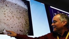 Cheers as Mars InSight spacecraft lands on Red Planet