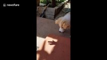 Dog is endlessly amused by owner's shadow hand puppets