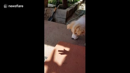 Dog is endlessly amused by owner's shadow hand puppets