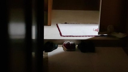 가정폭력 현행범, 즉시 체포...접근 금지 어기면 징역형 / YTN