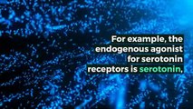 What is ENDOGENOUS AGONIST? What does ENDOGENOUS AGONIST mean? ENDOGENOUS AGONIST meaning - ENDOGENOUS AGONIST definition - ENDOGENOUS AGONIST explanation