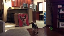 Dog barks and growls at canvas photo of himself