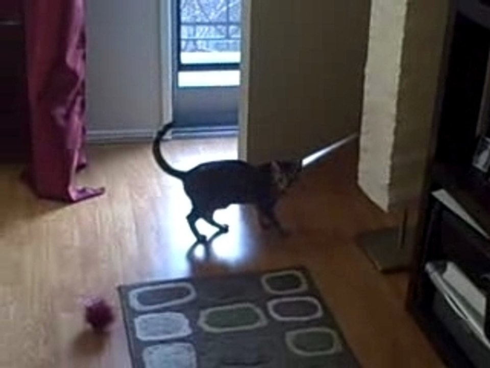 Maya...the feline acrobat - Dec 29 2007