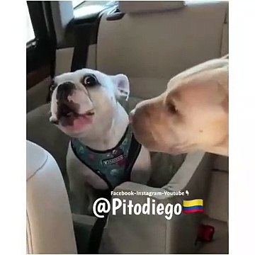 Lo mas grandioso que hallas visto PitoDiego Humor Youtuber